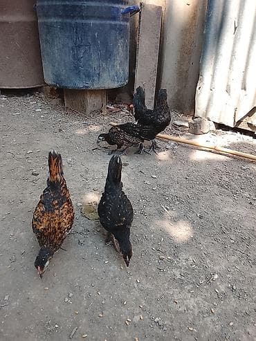 rengli baliqlar: Toyuq cücələri, Ətlik — 3