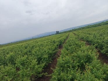 isti ağlay: Qoz chandler- 8 ha 7 illik, 4 ha 2 illik alma qızılehmed- 1 ha 4 — 8