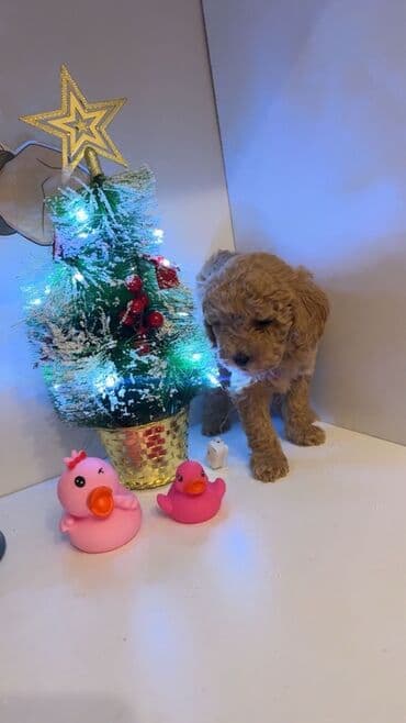 Gəmiricilər: Pudel — 2