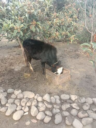 Satılır: Qara rəngli dana - Növ: iribuynuzlu mal-qara (dana) - Rəng