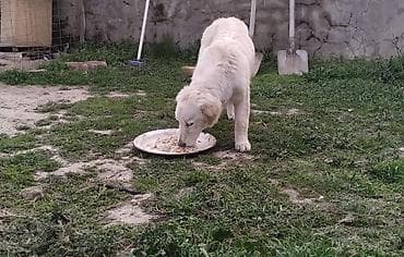 Gəmiricilər: Retriever — 8