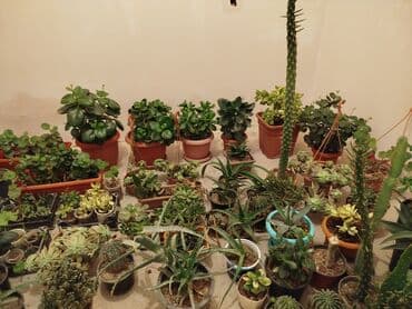 Çöl bitkiləri: Satiram hamsi 6azn — 2