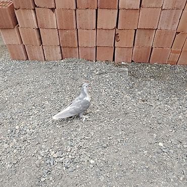 chappi it yemi: Kül rəngli delfin satılır 25 — 1