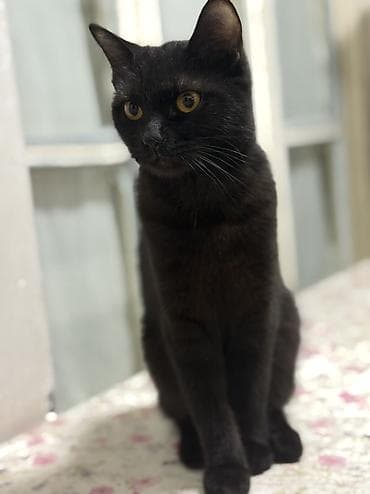 Türk anqora, Dişi, Yaxşı əllərə, Ünvandan götürmə — 4