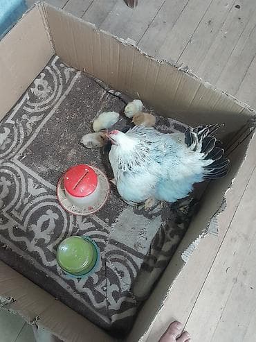 inək satisi: Toyuq, Brama, Damazlıq — 3