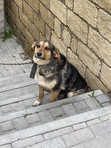 atım qurğu: İt oz itimdi cox akdiv itdir peyvendi vaxdi vaxdinda vurulur qiymet — 3