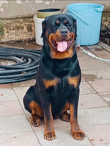 itlə: Rotveyler, 9 ay, Dişi — 1