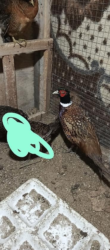 qırqovul saxlamaq: Qırqovullar satılır real alıcılar əlaqə saxlasın dişi yumurtayır cütü — 1