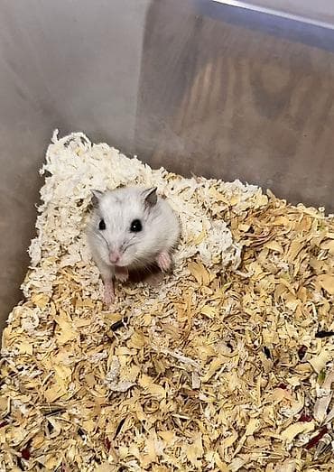 xamyak nedir: Cırtdan hamsterlər – damazlıqdan - Növ: cırtdan (dwarf) hamsterlər - — 6