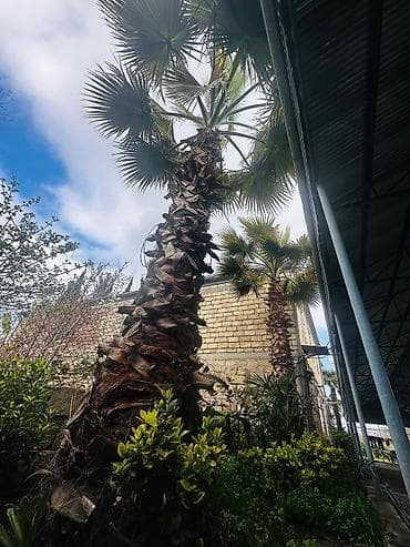 Bitkilər: Beyləqan rayonu, Daşburun kəndində, birbaşa yol kənarında yerləşən 2 — 2