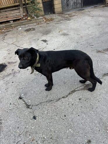 ingilis setteri it cinsi digər adı: Erkek — 2