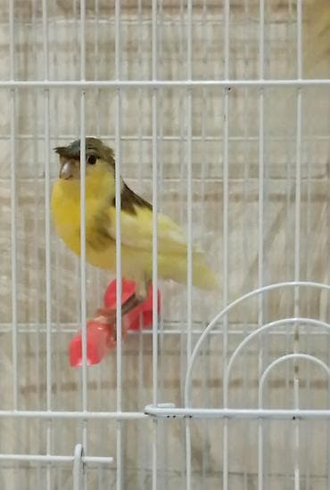 danşan quş: Bülbül Baladilar giymət birinə ayitdir — 2