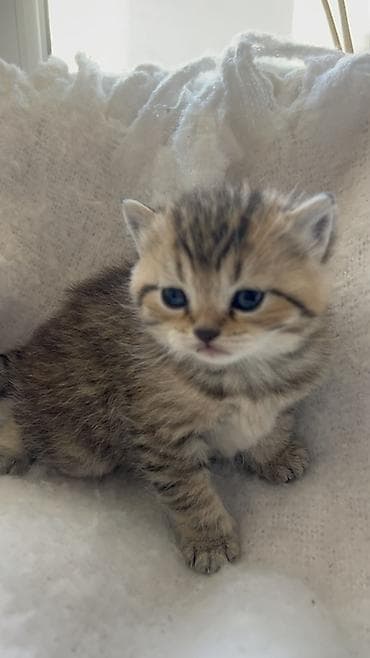 ag pisik: Britan, Erkək, Ödənişli çatdırılma — 6