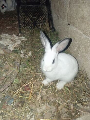 Ağ rəngli, qara qulaq ucları və göz ətrafında tünd ləkələri olan