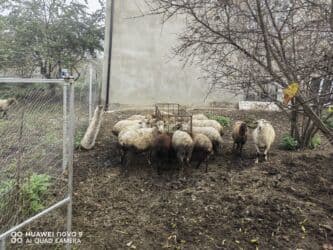 Balıqlar: Qusardadi bogazlarda var — 2