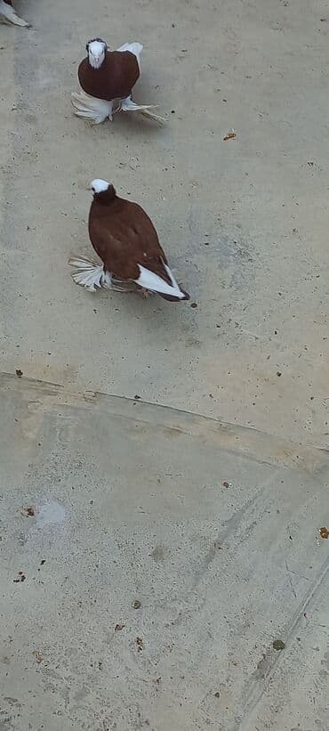 Cins göyərçin – ağ başlı, qəhvəyi-bənövşəyi bədənli, ağ quyruqlu və — 4