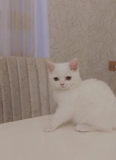 Akvariumlar: Şotland — 6