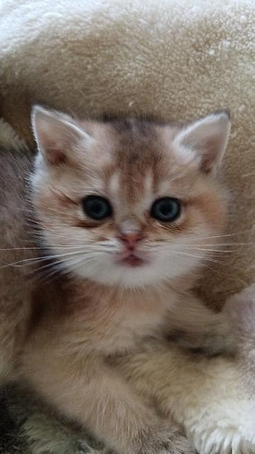 pişik siyam: Britan — 4