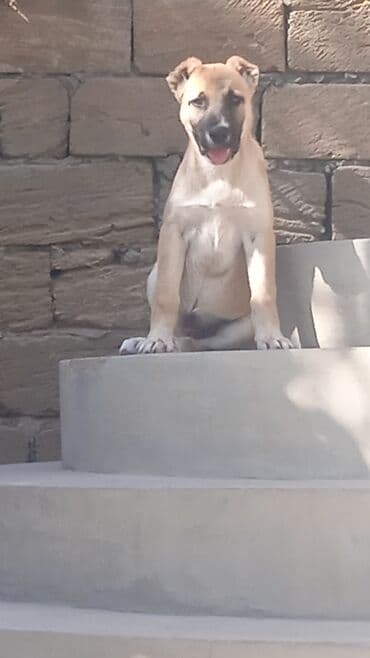 balıq yemləri: 3 ay — 1