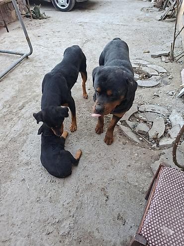 itlerin sekisi: Rotveyler, 2 ay — 2