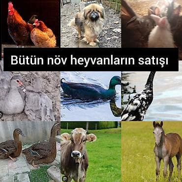 Putun növ heyvanların satışı var size ne cür heyvan lazimdasa bize