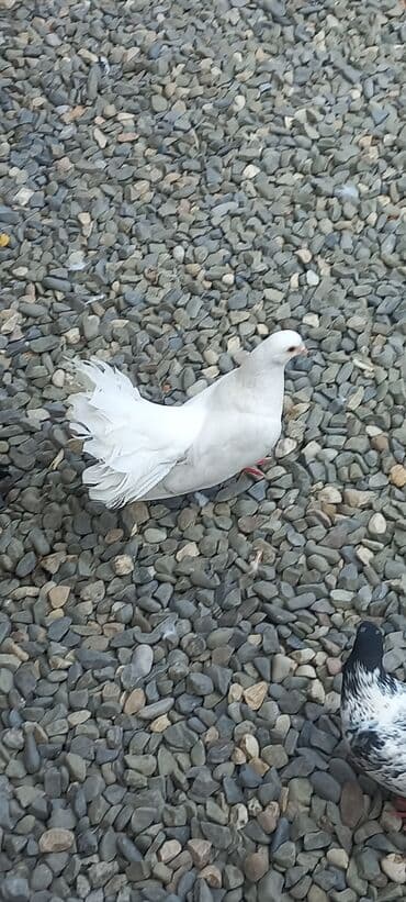 göyercin yuvası: Məhsul: Qüvvətli uçuş və baxımlı görünüşə malik ev göyərçinləri — 6