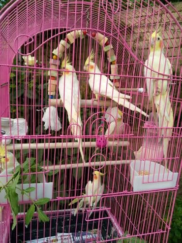 quş şekilleri: Bala var əl qusu var qiymetleri 45 Azn hamsin alana endirim tam — 3