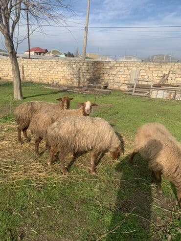 Alfa Romeo: Boğaz Qoyunlar satılır — 2