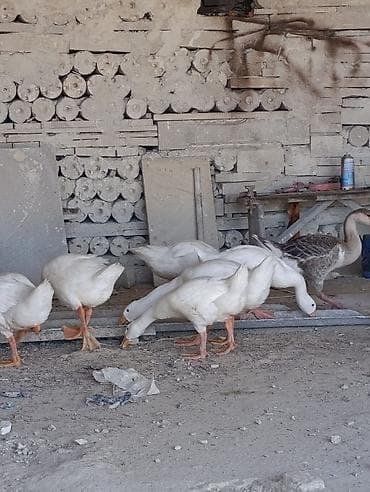 Məhsul: Qaz və ördək sürüsü Təsvir: - Şəkillərdə ağ rəngli qazlardan — 1