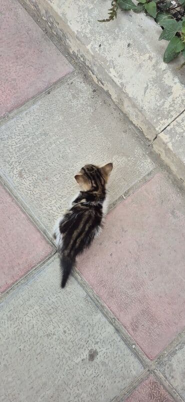 cins pişik: Erkək, Yaxşı əllərə, Ünvandan götürmə — 1