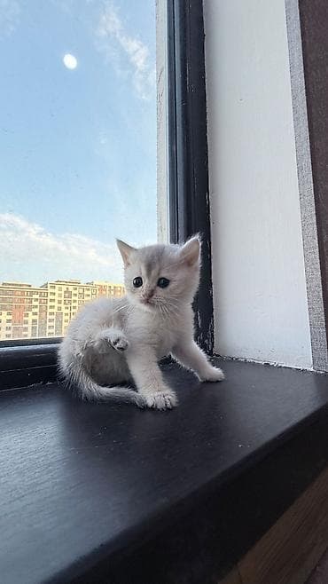 heyvan satisi: Məhsul: Ağ rəngli balaca pişiklər (2 ədəd) Təsvir: - Şirin, tüklü ağ — 7