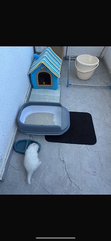 Cins Pişik Eşyalarıyla birge Satılır Evi Qum qabısı yemek qabısı qum