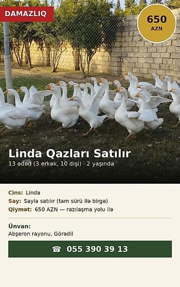 Erkək, | Linda, Damazlıq lalafo.az -da Erkək, | Linda, Damazlıq