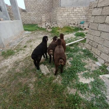 quzu satan: Salam aleykem 4 dene erkey emlik quzum var satq isdiyen buyrsun ünvan — 1