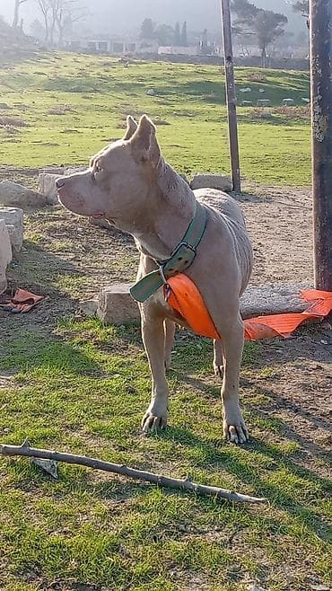 afçarka qiymeti: Pitbul, 1 il, Erkek, Peyvəndli, Ünvandan götürmə — 7