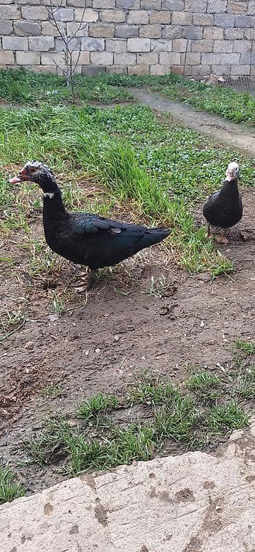 coban it adlari: 5- 6 aylıq Lal ördekler .bir fere bir xoruz çütü 65 manat — 7