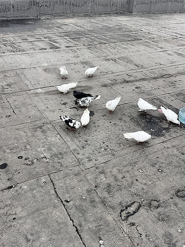 Gəmiricilər: Salam Alekum hər qiymətə var öz quşlarımda var tutulmalarda var — 1