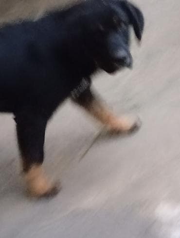 Pişiklər: 4 ay, Erkek, Peyvəndli, Ünvandan götürmə — 9