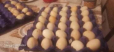 mandalin ordek: Təzə ördək yumurtası yalniz zeng edin firenq yumurtalari biri 1 man - — 2
