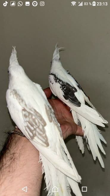 попугай ара цена: Yanaqsız karellalar cüt 250 - 370 azn — 6