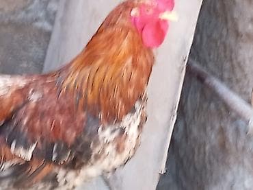 pişik satisi 2020: Salam 9 ayliq xoruzdu tam sağlamdi öz he yetimin heyvandi banliyir — 5