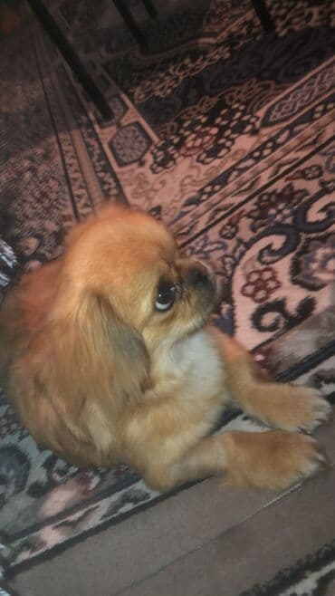 Собаки: Пудель, 5 месяцев, Самец, С прививками, Самовывоз — 4