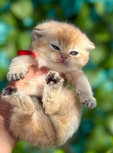 dişi quzu: Britan, Dişi — 2