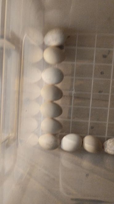 İnkubatorlar: Yumurta inkubatoru – termostatlı, rütubət ölçerli və ventilyatorlu — 9