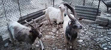 2 ana 4 bala bir erker balalar dişidir qiymeti razılaşma yolu ile — 1