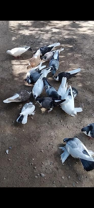 derzi quşu: 16 eded Dekarativ göyercin delfinlerin cütü 30 manat topasi 145 manat — 1