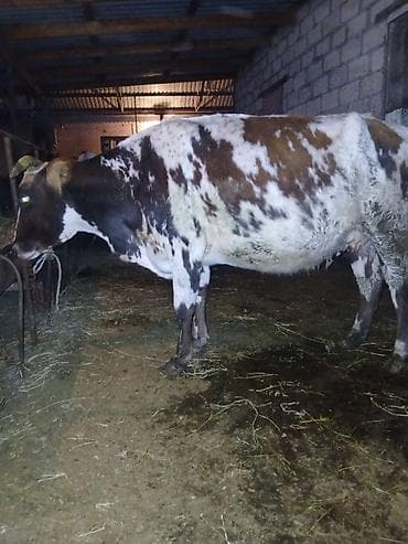 cins buzovlar: Salam aleykum əvvəla 4 qarına doğmağa 1 ay qalıb çox südlü heyvandı 14 — 2