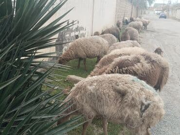 Məhsul: Qoyun sürüsü Təsvir: - Yerli cins qarışığı olan, quyruğu
