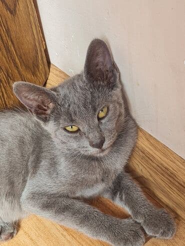 русская голубая кошка цена: Rus mavi, Dişi, Yaxşı əllərə, Ünvandan götürmə — 2