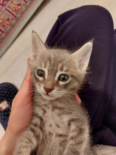 pişik sahibləndirilir: Ünvandan götürmə — 2